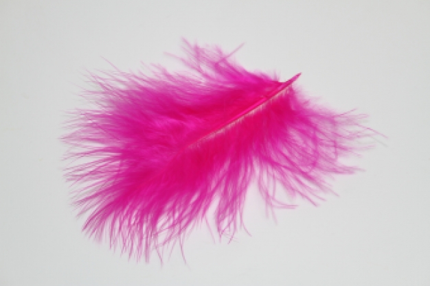 Veertjes Fuchsia