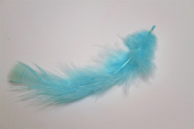 Veertjes aqua